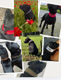 collier personnalisé sur mesure pour chien